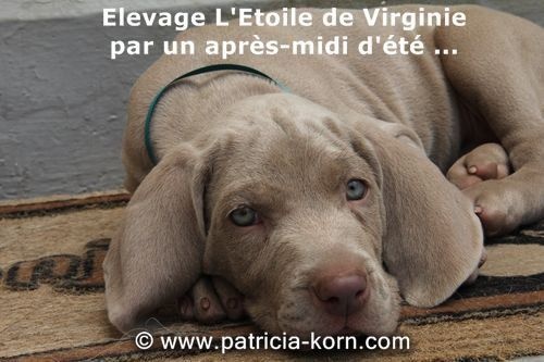 Glamis gray lady de l'Etoile de Virginie