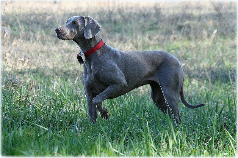 First night de l'Etoile de Virginie