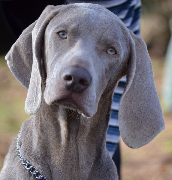 Chiot Braque de Weimar de l'Etoile de Virginie